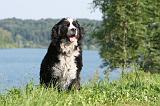 BOUVIER BERNOIS 094